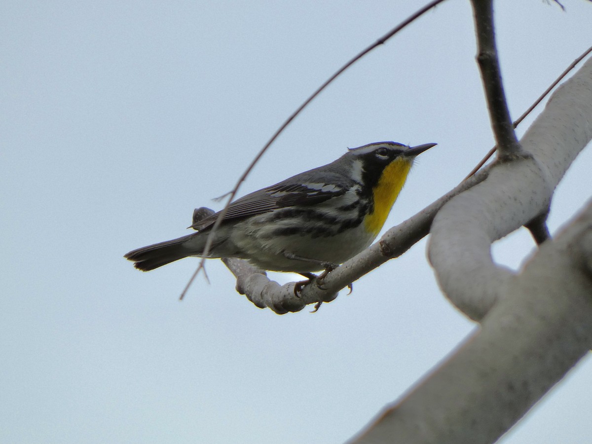 Yellow-throated Warbler - ML618046631