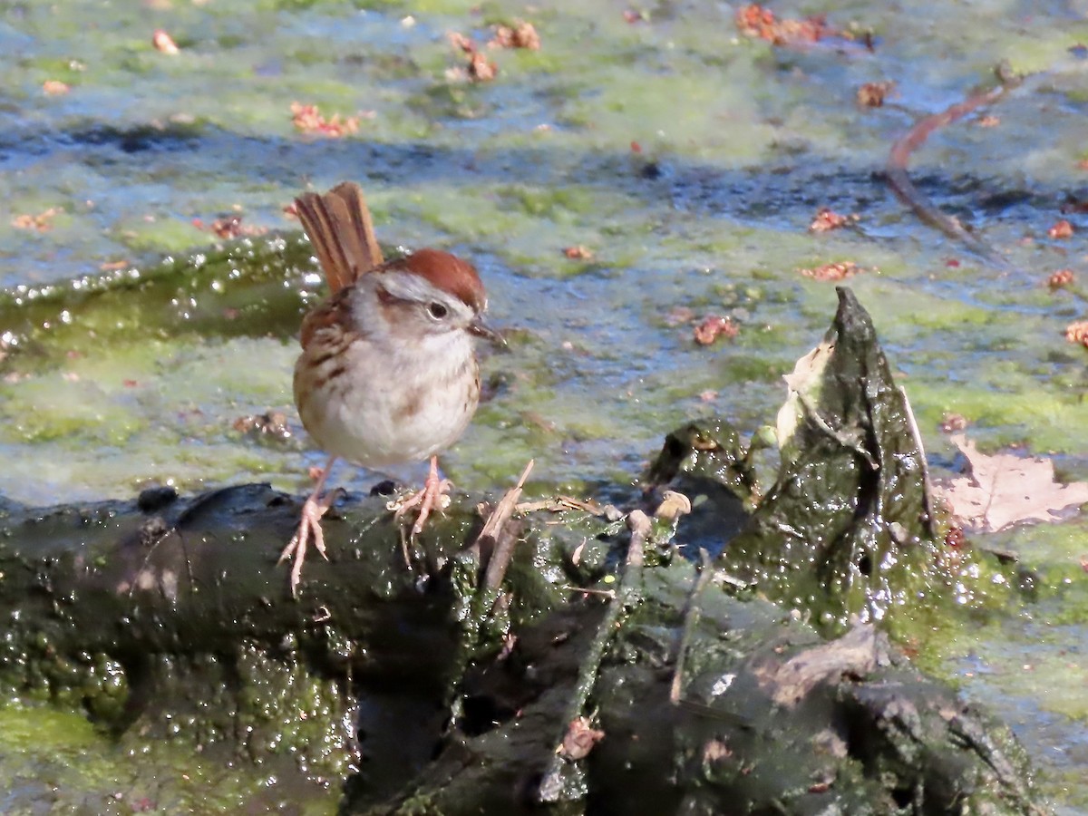 Swamp Sparrow - ML618046632