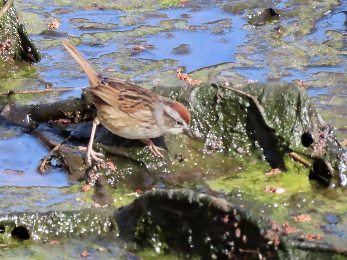 Swamp Sparrow - ML618046633