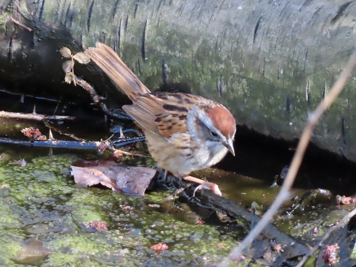 Swamp Sparrow - ML618046634