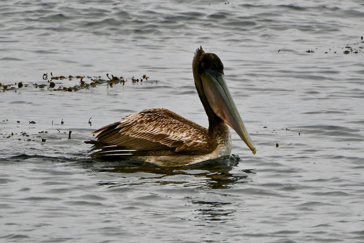pelikán hnědý - ML618046641