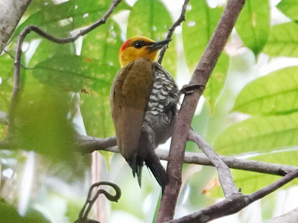 Yellow-throated Woodpecker - Barry Reed