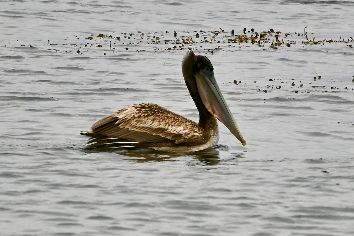 pelikán hnědý - ML618046652