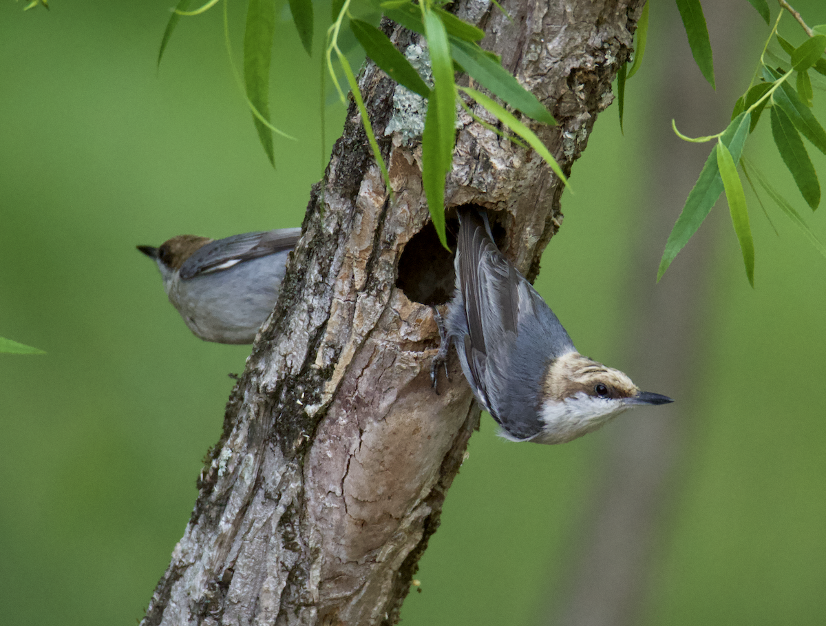 Brown-headed Nuthatch - ML618046653