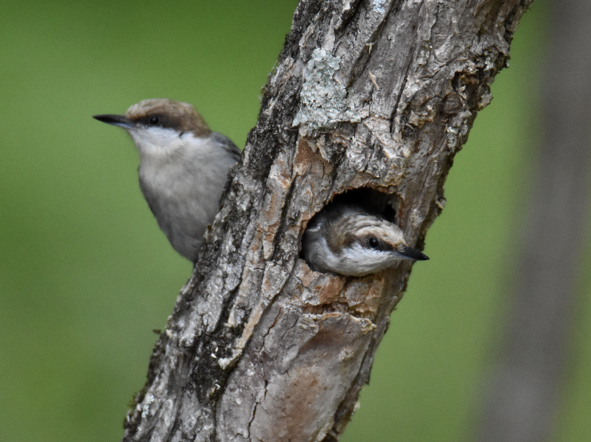 Brown-headed Nuthatch - ML618046654