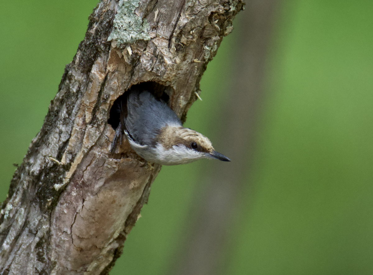 Brown-headed Nuthatch - ML618046655