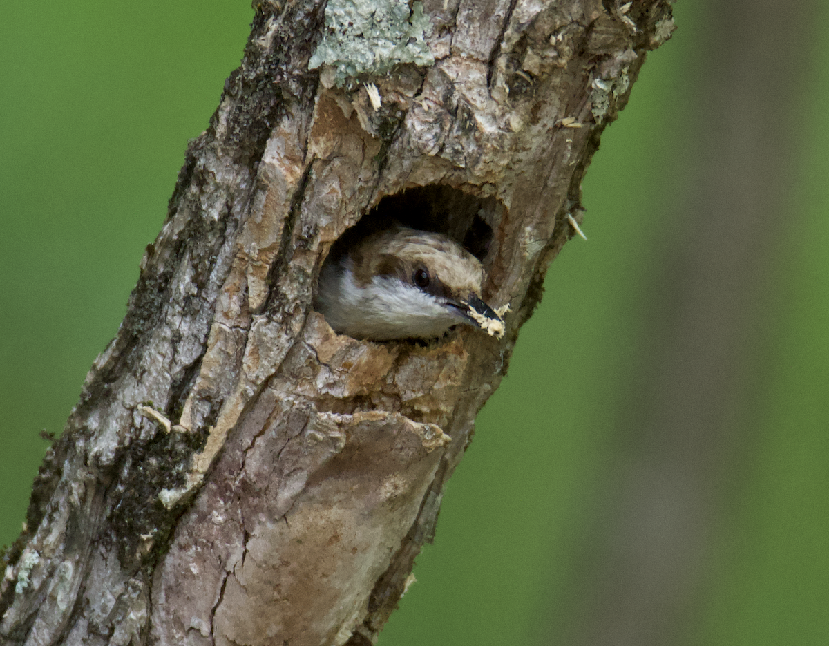 Brown-headed Nuthatch - ML618046656