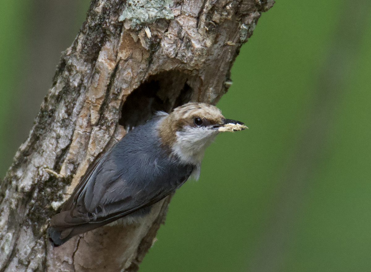Brown-headed Nuthatch - ML618046658