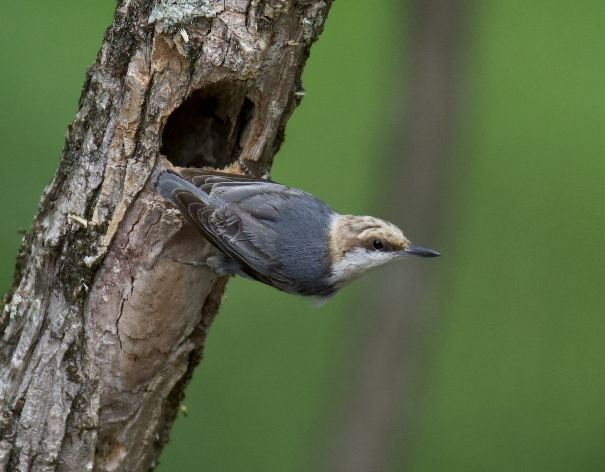 Brown-headed Nuthatch - Anonymous