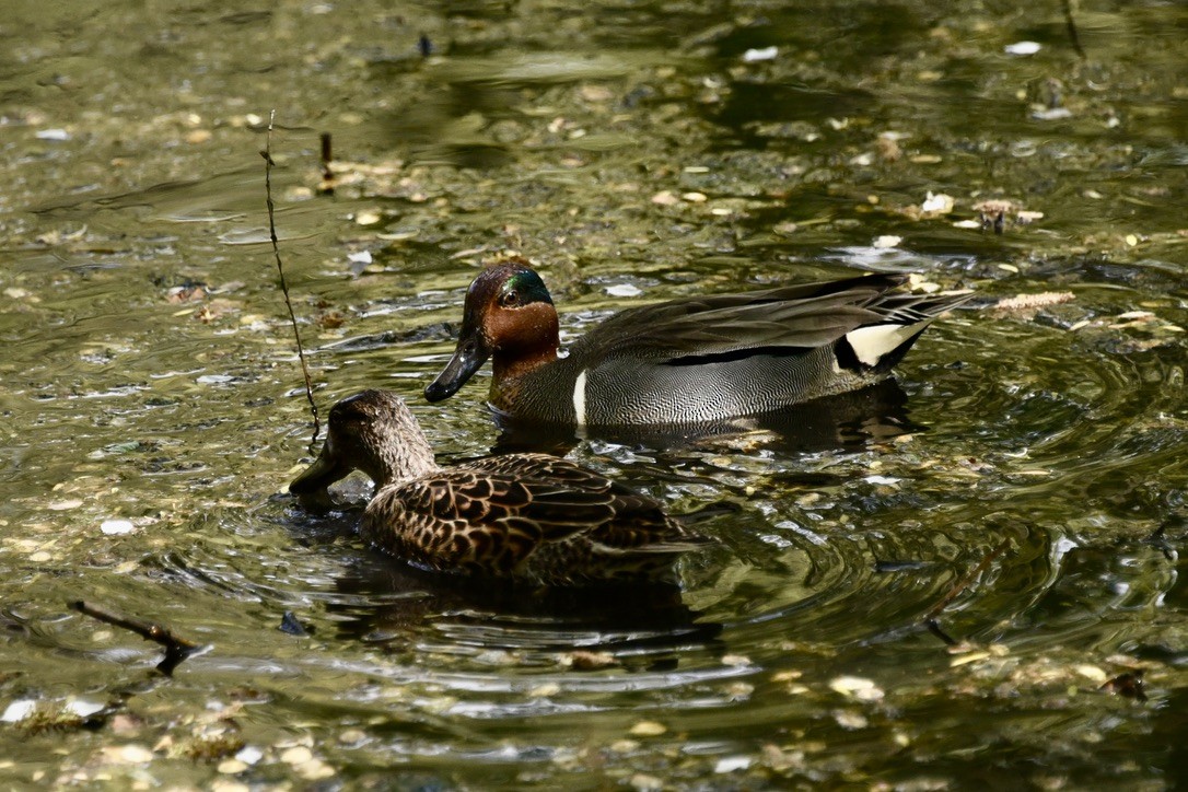 Green-winged Teal - ML618046660