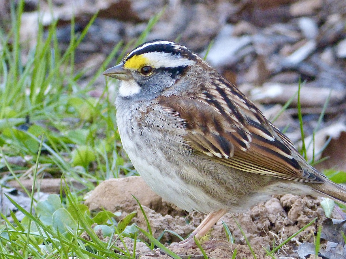 White-throated Sparrow - ML618046662