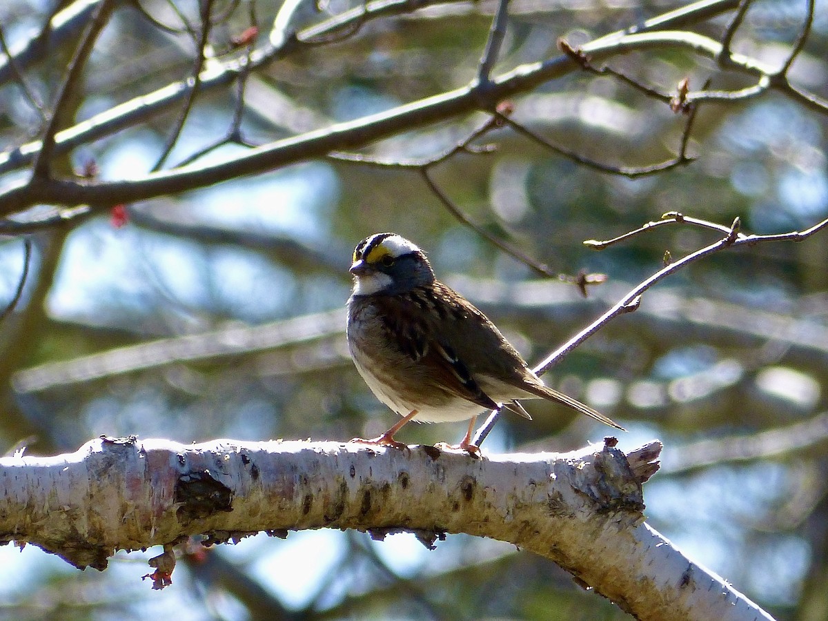 White-throated Sparrow - Katelyn Dorcas
