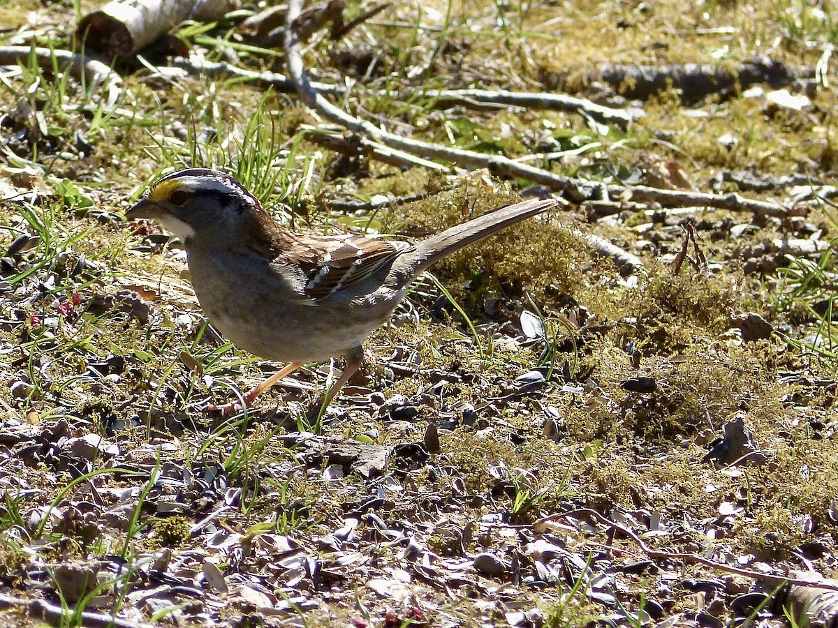 White-throated Sparrow - ML618046665