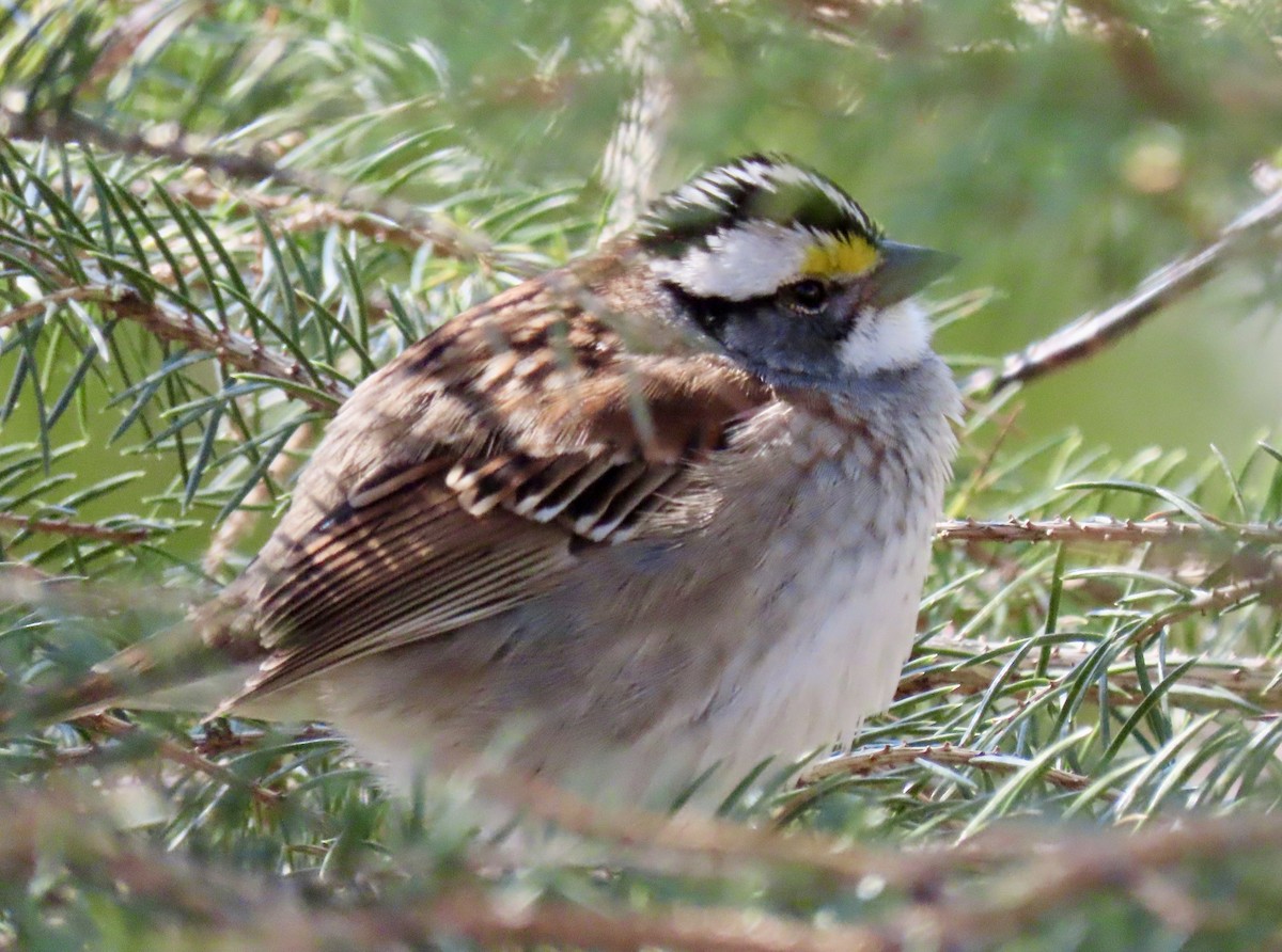 White-throated Sparrow - Kristen Lindquist
