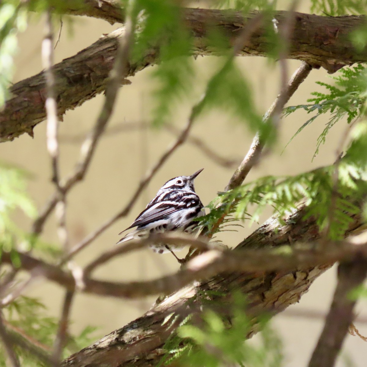 Black-and-white Warbler - ML618046677