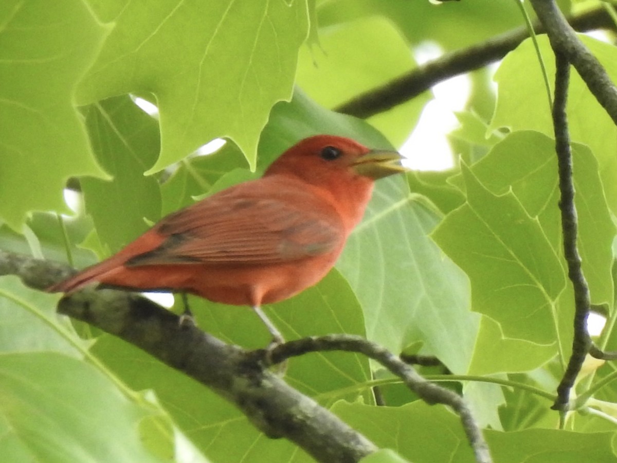 Summer Tanager - Maria Crowe
