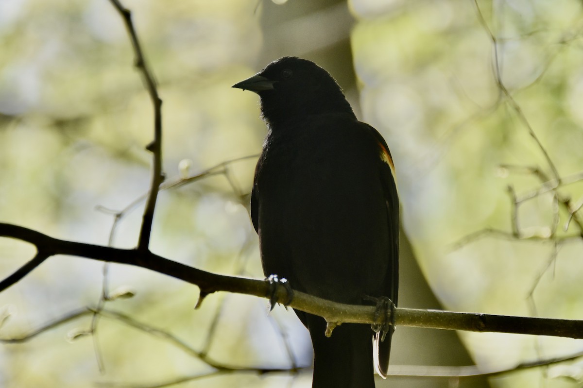 Red-winged Blackbird (Red-winged) - ML618046687
