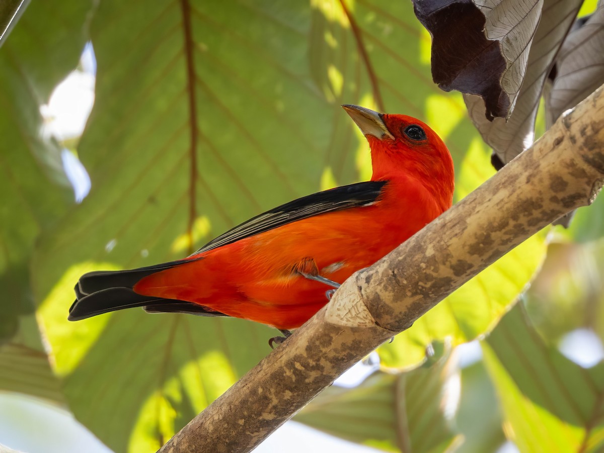 Scarlet Tanager - ML618046699