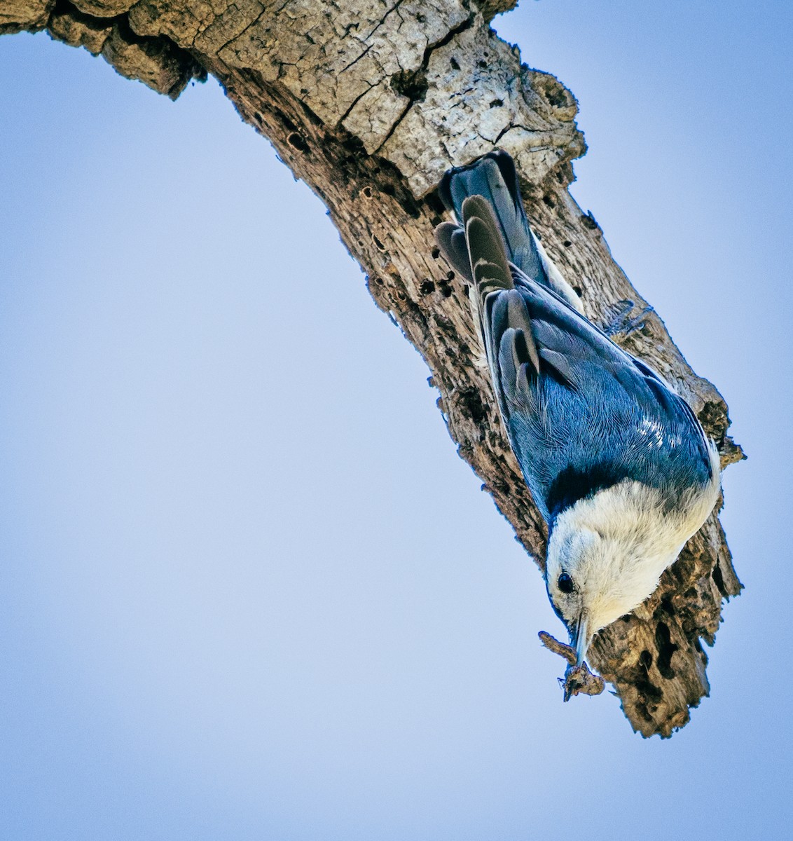 White-breasted Nuthatch - ML618046710