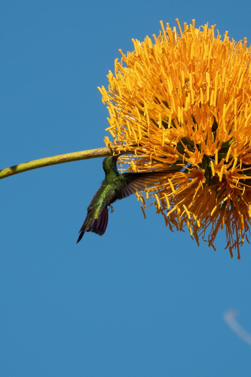 kolibřík hispaniolský - ML618046717