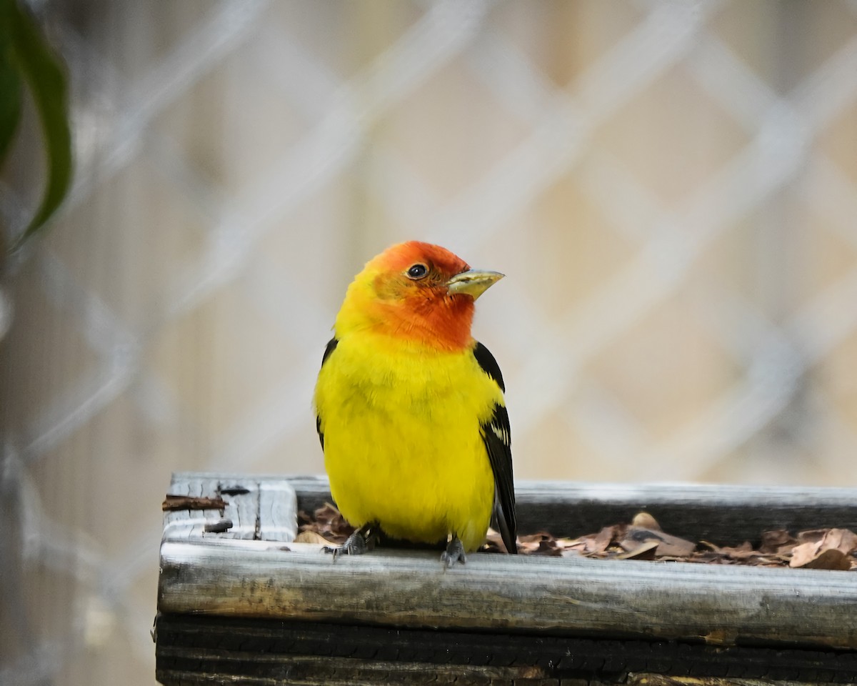 Western Tanager - ML618046718