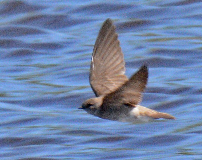 Northern Rough-winged Swallow - ML618046719