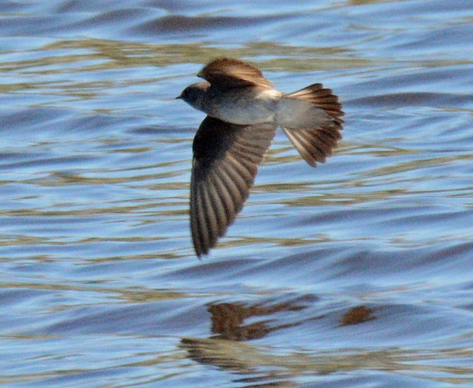 Northern Rough-winged Swallow - Michael J Good