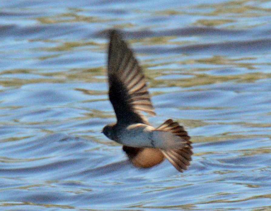 Northern Rough-winged Swallow - ML618046721