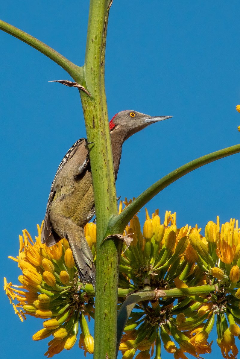 Hispaniolan Woodpecker - ML618046723