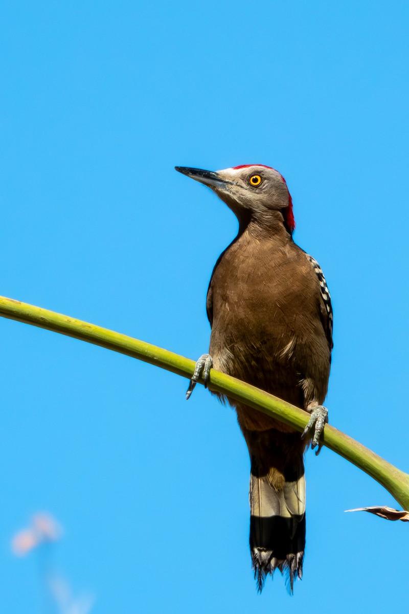 Hispaniolan Woodpecker - ML618046725