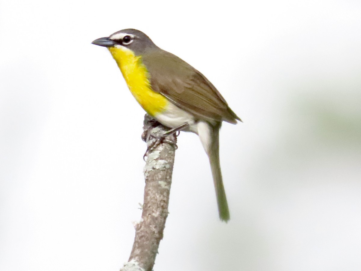 Yellow-breasted Chat - Carol Comeau