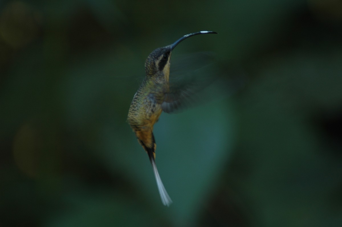 kolibřík dlouhoocasý - ML618046742