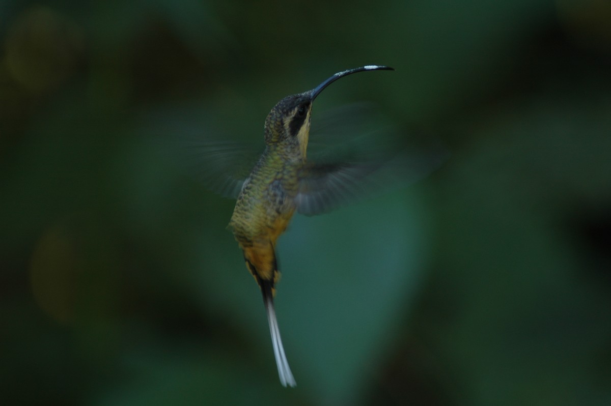 kolibřík dlouhoocasý - ML618046743