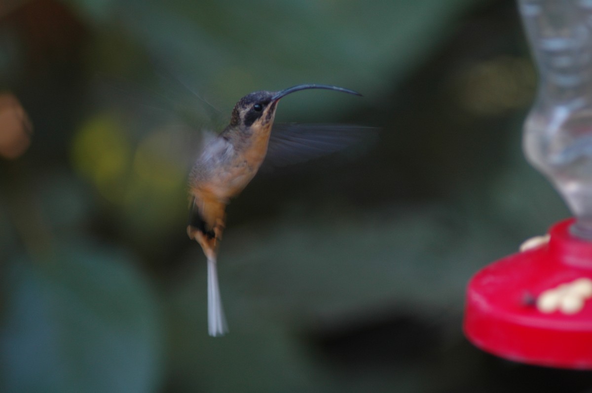 kolibřík dlouhoocasý - ML618046745