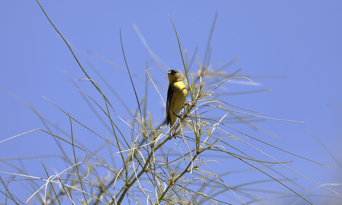 Lesser Goldfinch - Hampus Sandberg