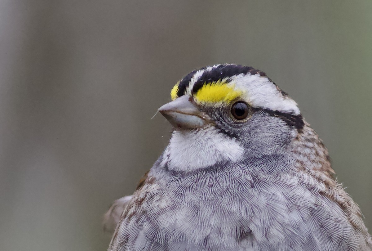 White-throated Sparrow - Iain Fleming