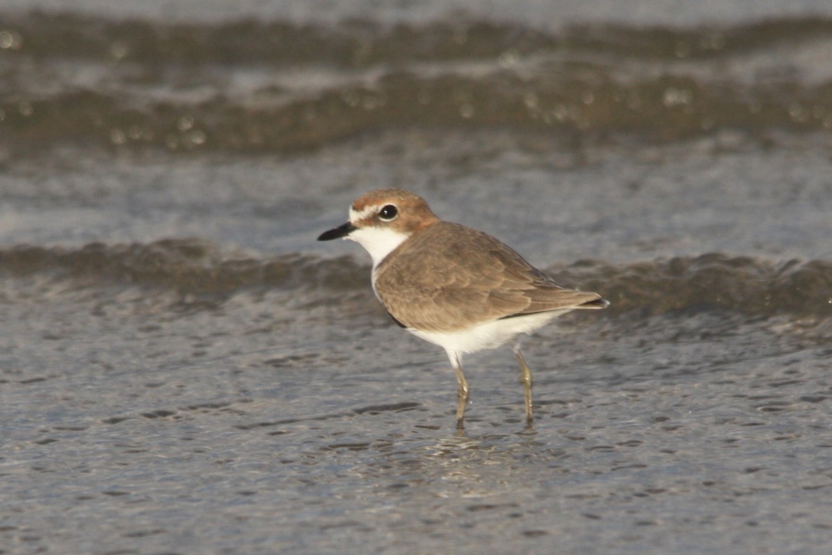 Red-capped Plover - ML618046777