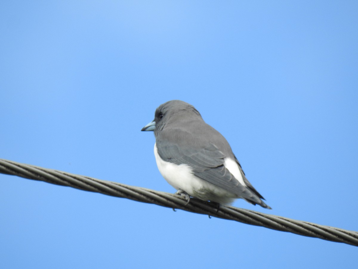 White-breasted Woodswallow - ML618046799