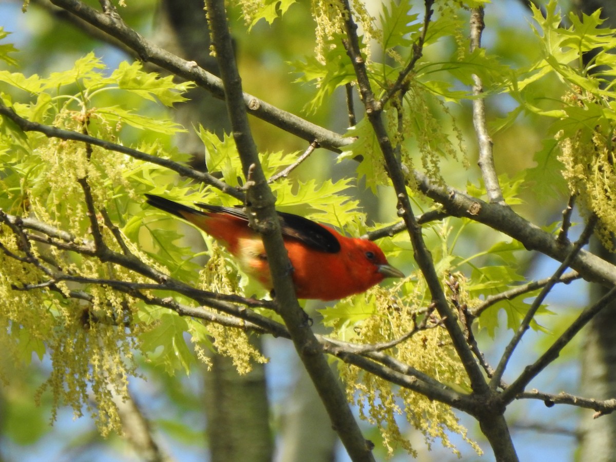 Scarlet Tanager - ML618046801
