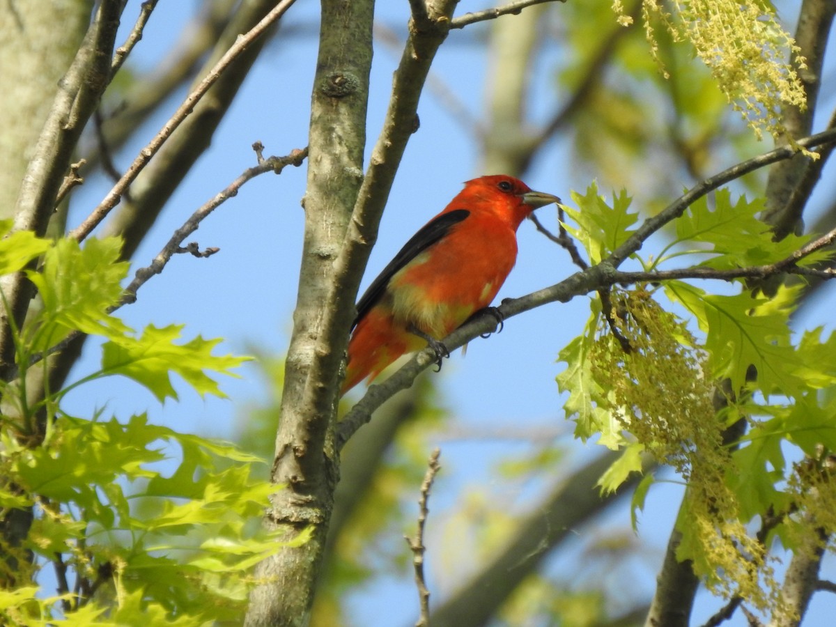 Scarlet Tanager - ML618046802