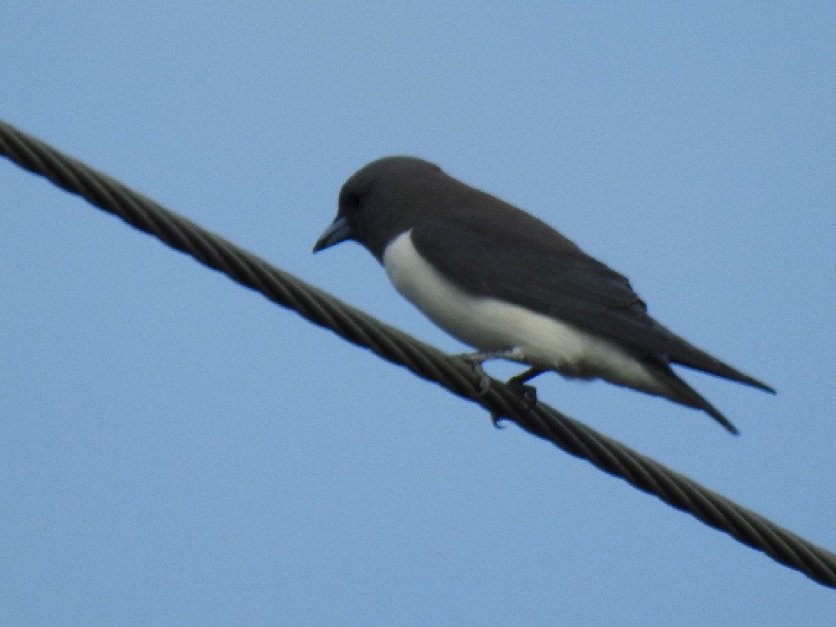White-breasted Woodswallow - ML618046805