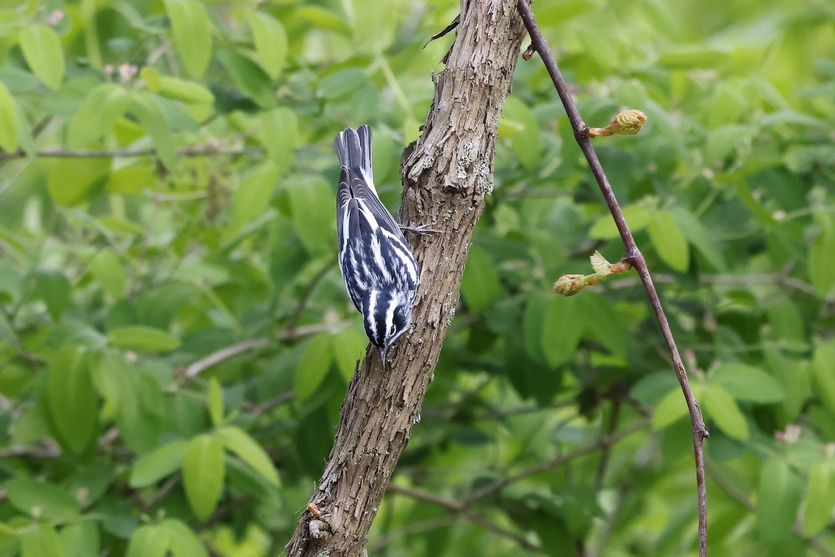 Black-and-white Warbler - ML618046808