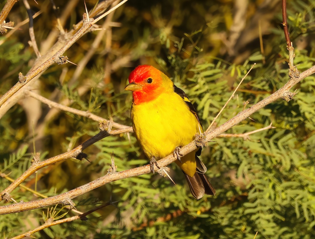 Western Tanager - ML618046825