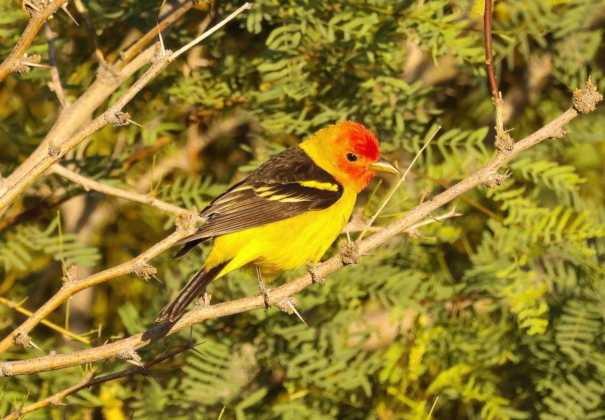 Western Tanager - ML618046826