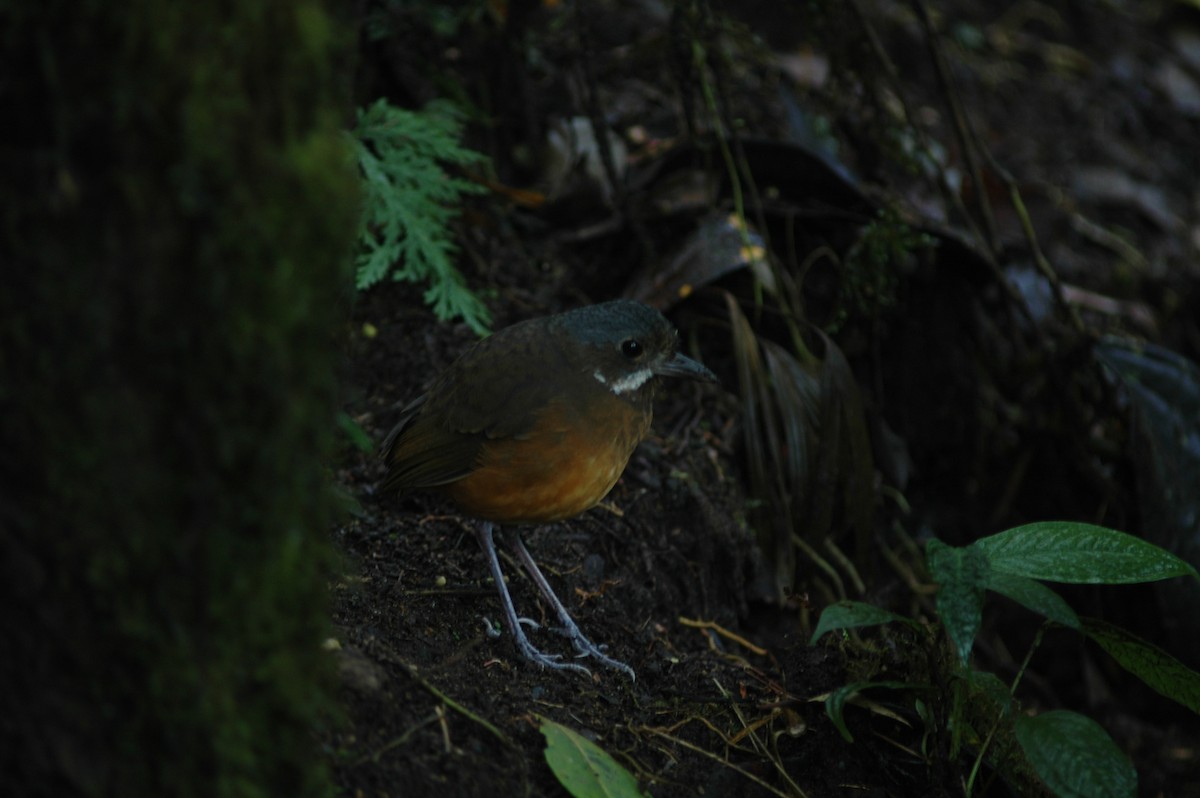 Moustached Antpitta - ML618046860