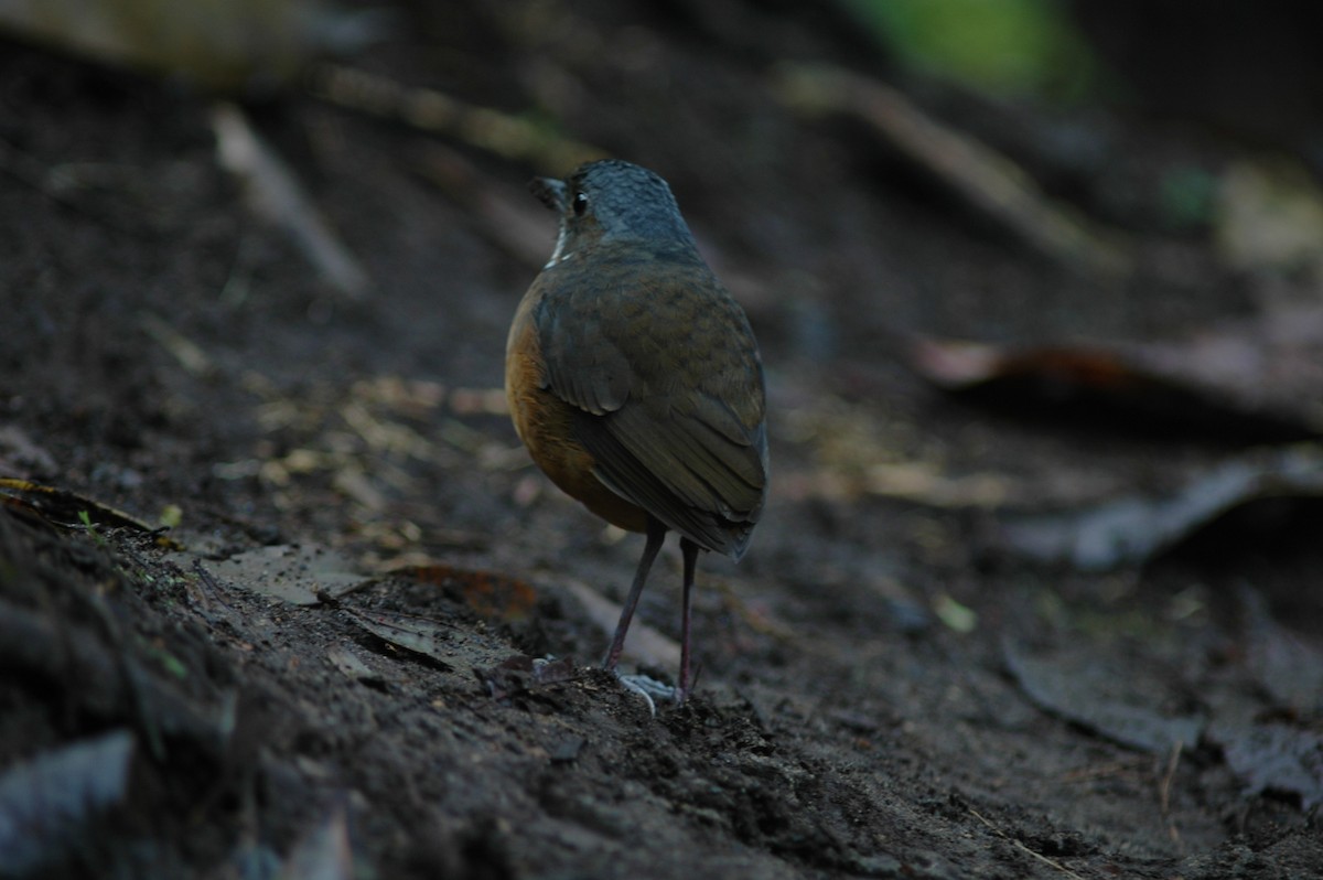 Moustached Antpitta - ML618046861