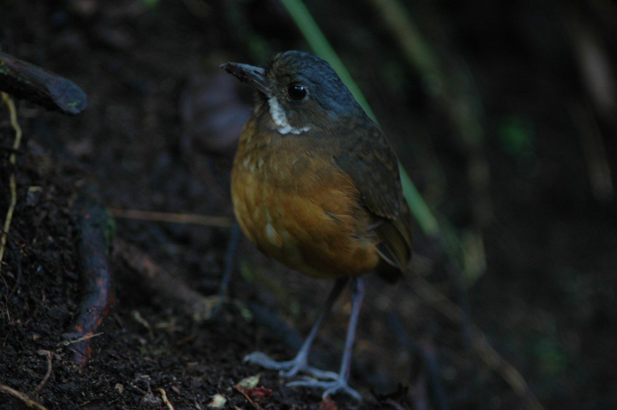 Moustached Antpitta - ML618046862