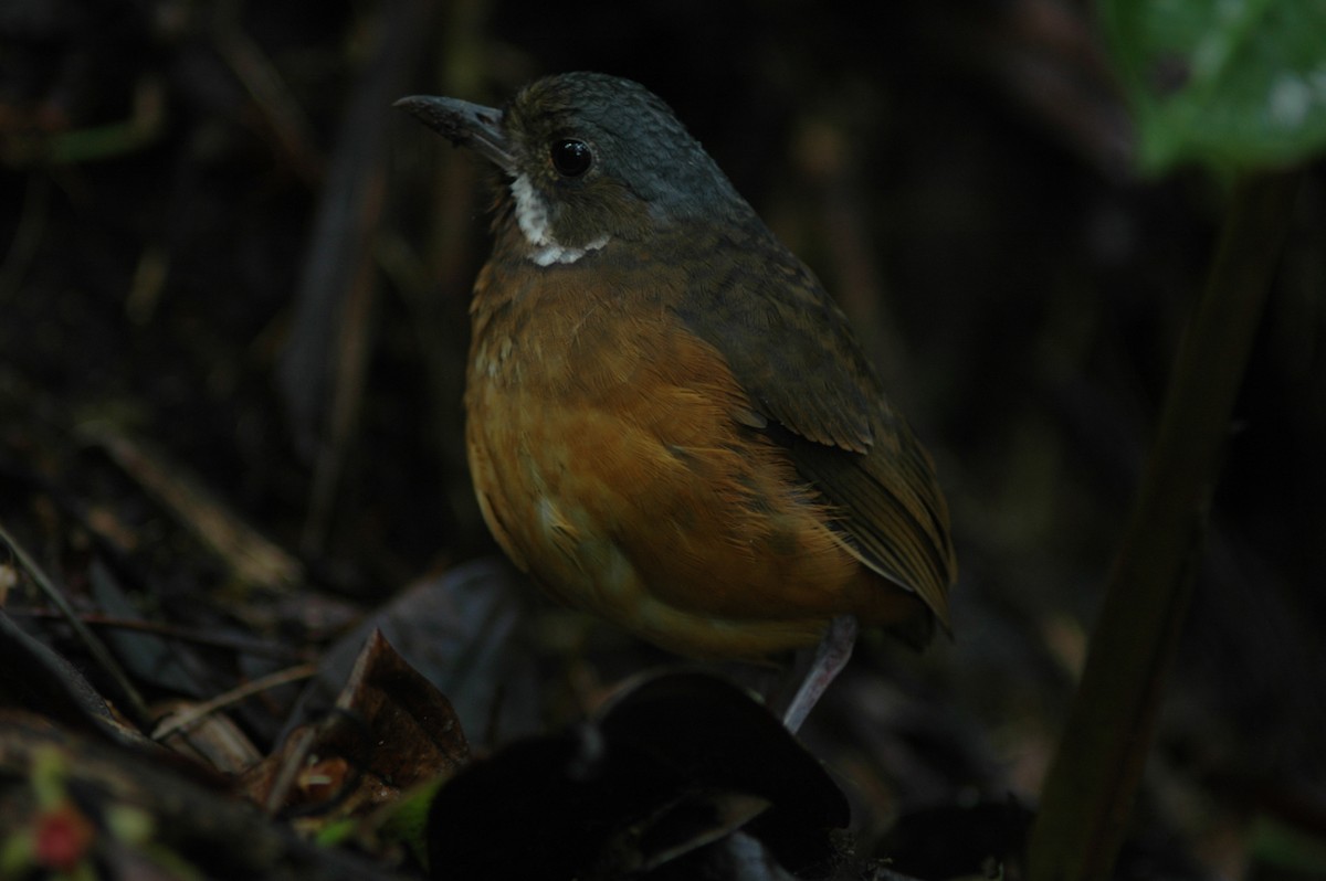 Moustached Antpitta - ML618046863