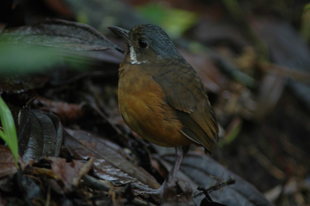 Moustached Antpitta - ML618046864