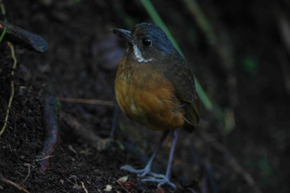 Moustached Antpitta - ML618046865